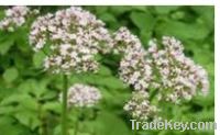 Sell valerian root extract