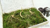 Sell Korean Wild Ginseng Roots