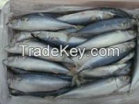 Frozen Pacific Mackerel Fish Whole Round