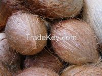 Fresh coconuts for sale