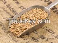 High Quality Wheat Grain for sale
