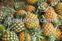 FRESH PINEAPPLES WITH LARGE QUANTITY AND SPECIAL PRICE