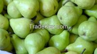 Fresh pears for sale