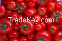 2015 New crop fresh tomato