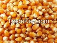 White and Yellow Corn/Maize GRADE 1