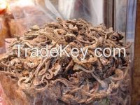 Dried Seahorse for sale