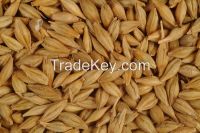 Barley Malt