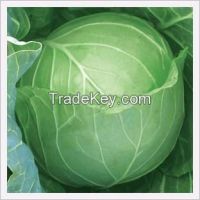 Fresh Cabbage Good Quality