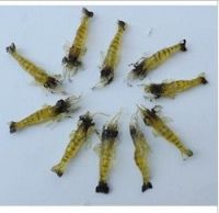 Soft shrimp lures