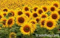 Export Refined Sunflower Oil | Pure Sunflower Oil Suppliers | Crude Sunflower Oil Exporters | Refined Sunflower Oil Traders | Raw Sunflower Oil Buyers | Pure Sunflower Oil Wholesalers | Low Price Sunflower Oil | Best Buy Sunflower Oil | Buy Sunflower Oil 