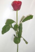Dutch Roses exporter