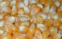 Yellow Corn, White Corn Cattle Feed