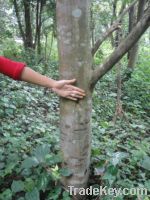 agarwood trees