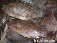 TILAPIA FROZEN