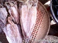 Dried Cuttlefish