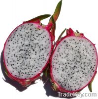 hot product: white dragon fruite from Vietnam