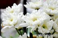 White Fresh Cut Chrysanthemum flower