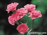 Carnation cut flower