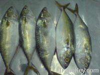 Sell India mackerel Whole round