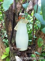 Fresh Coconut Water