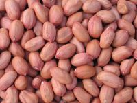 Export Quality Peanuts For Sale And Export