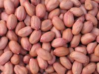 Sell Export Quality Peanuts