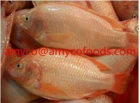 Red Tilapia Fish whole round