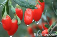 Sell goji berry