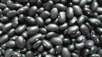 BLACK KIDNEY BEANS, KIDNEY RED BEANS FOR SALE