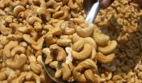 Dried Style  Cashew Nuts/ Cashew Kernels ww320