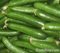 Fresh cucumber supplied from Germany