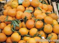 fresh fruit for sale/fresh citrus fruit/mandarin orange