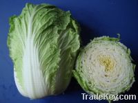 Fresh celery cabbage supplied from Germany