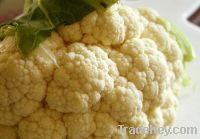 Fresh cauliflower supplied from Germany