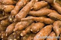 Fresh cassava supplied from Germany