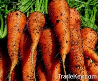 Fresh carrots supplied from Germany