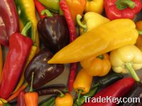 Fresh capsicum supplied from Germany