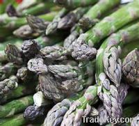 Sell Fresh asparagus supplied from Germany