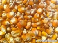 Sell Yellow Corn & Yellow Maize