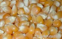 Yellow Corn