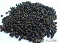 Black pepper