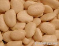 Lima Beans