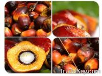 CRUDE PALM OIL