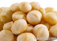 Raw Macadamia Nuts