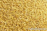 Sell Yellow Millet