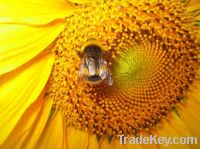 Sell Pure Natural Sunflower Bee Honey