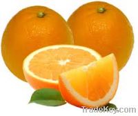 Sell Tasty Navel Orange