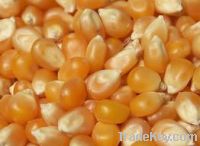 Yellow Popcorn for sale