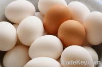 Sell Fresh White and Brown Eggs