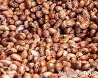 Sell offer for castor seed